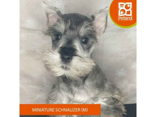 Miniature Schnauzer – 17100