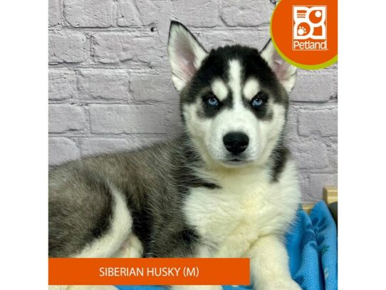 Siberian Husky – 17081