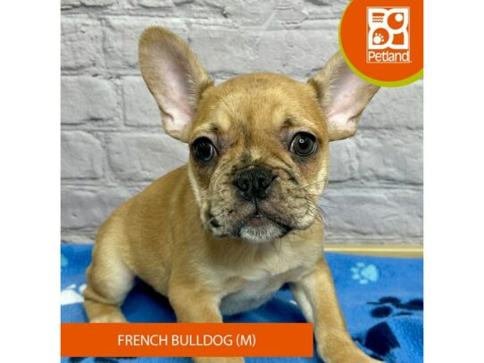 French Bulldog – 17083