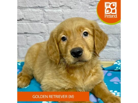Golden Retriever – 17084