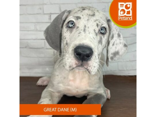 Great Dane – 17112