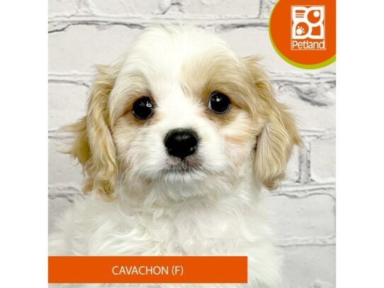 Cavachon – 17090