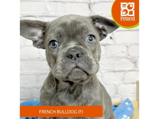 French Bulldog – 17097