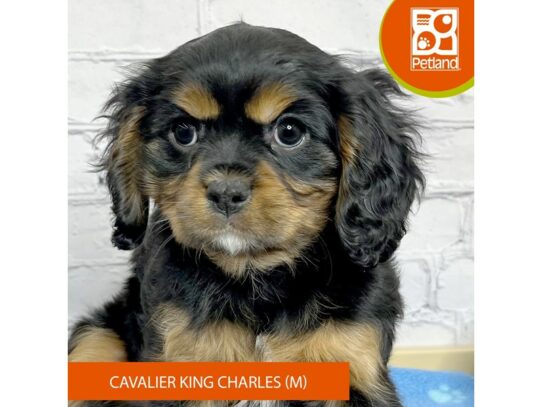Cavalier King Charles Spaniel – 17096