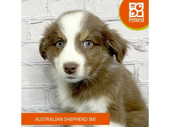 Australian Shepherd – 17094
