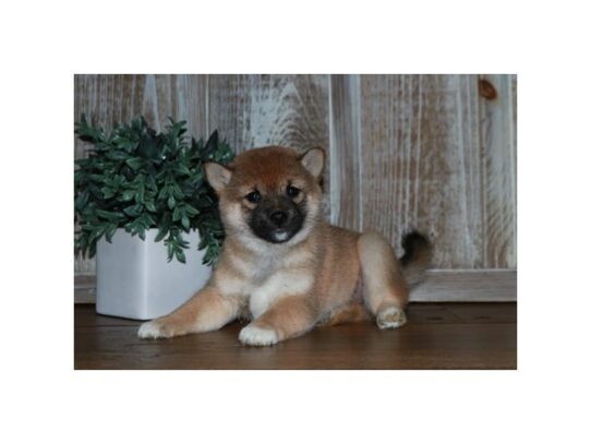 Shiba Inu – 17109