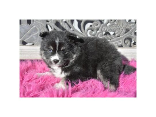 Pomsky – 17105