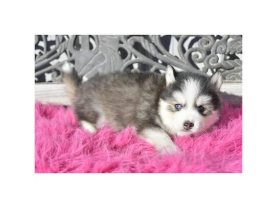 Pomsky – 17106