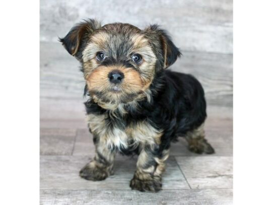 Yorkshire Terrier – 17104