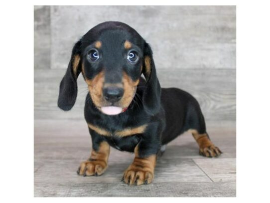 Dachshund – 17102