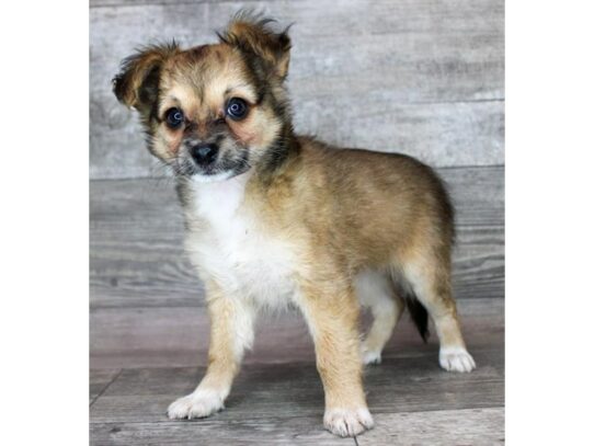 Chihuahua – 17101