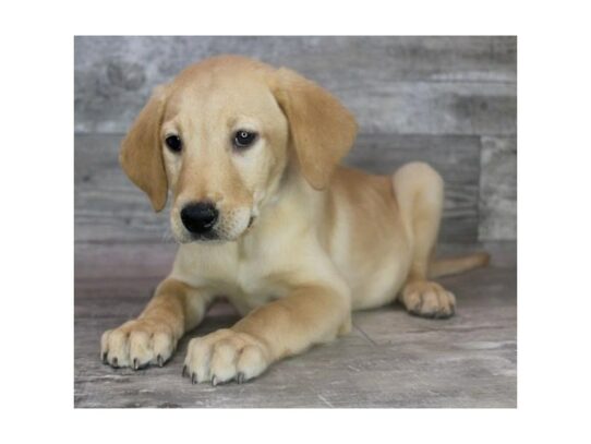 Labrador Retriever – 17103
