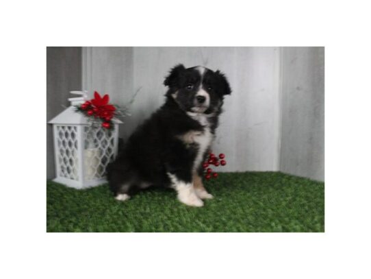 Miniature Australian Shepherd – 17114