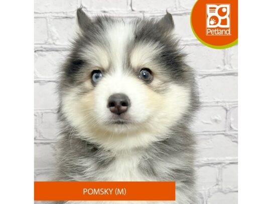 Pomsky – 17106