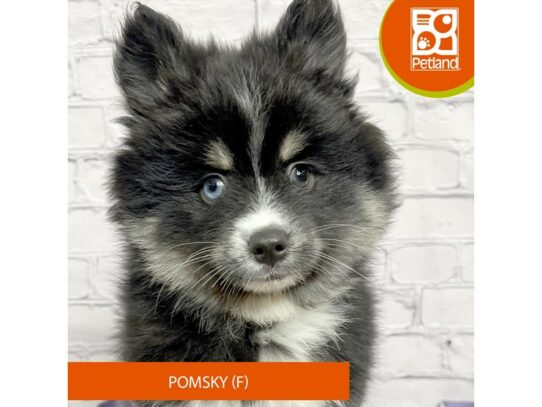 Pomsky – 17105