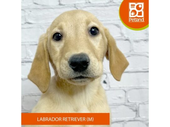 Labrador Retriever – 17103