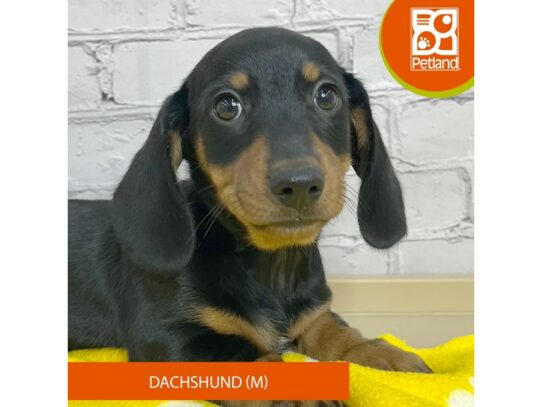Dachshund – 17102
