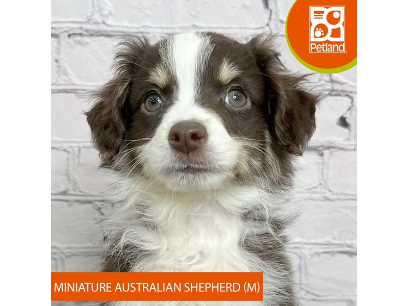 Available Pets Page 2 of 3 Petland Chillicothe, Ohio