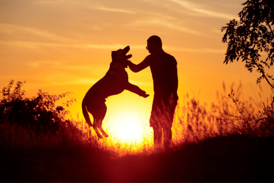 Exploring the Future: AI and Smart Technology for Pets