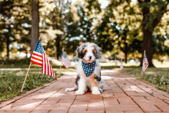 National Spoil Your Dog Day: Yes, They Deserve It (Every. Single. Day.)