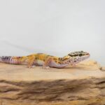 Assorted Leopard Geckos - 18638