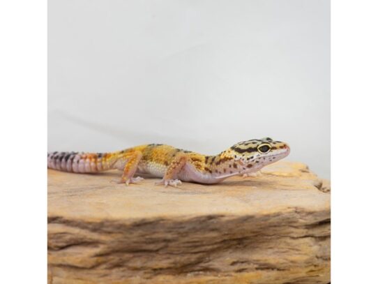 [#18638]  - Assorted Leopard Geckos Reptiles for Sale
