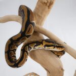 Assorted Ball Pythons - 18640