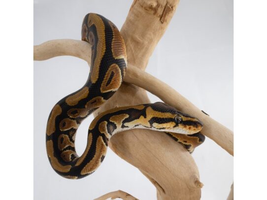 [#18640]  - Assorted Ball Pythons Reptiles for Sale