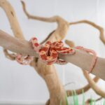 Assorted Corn Snakes - 18641