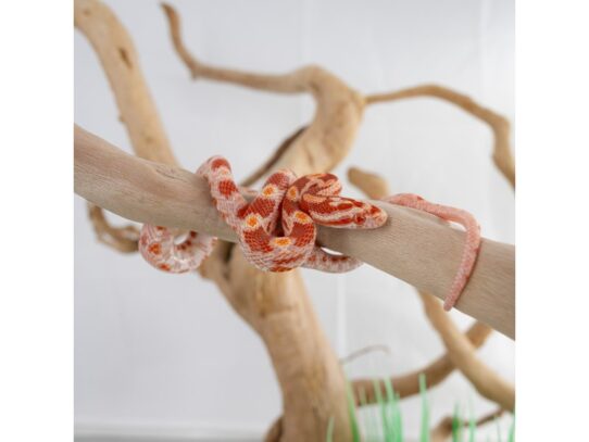 [#18641]  - Assorted Corn Snakes Reptiles for Sale