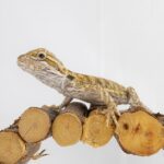 Assorted Bearded Dragons - 18642