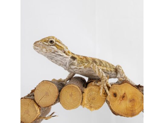 [#18642]  - Assorted Bearded Dragons Reptiles for Sale