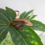 Assorted Baby Crested Geckos - 18643