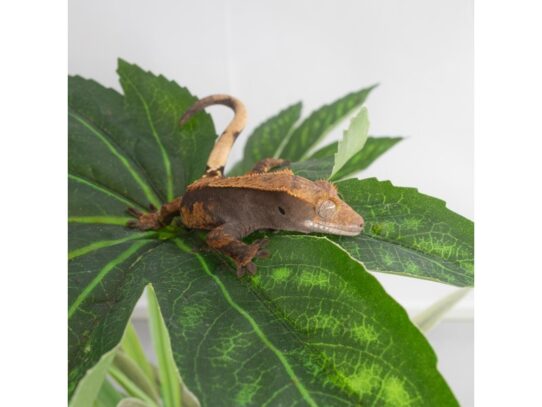 [#18643]  - Assorted Baby Crested Geckos Reptiles for Sale