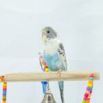 Assorted Baby Parakeets - 18645