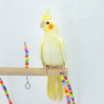 Assorted Baby Handfed Cockatiels - 18650