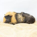 Assorted Baby Guinea Pigs - 18651