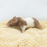 Assorted Baby Fancy Hamsters - 18652