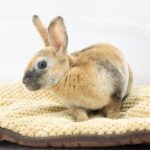 Assorted Baby Rabbits - 18653