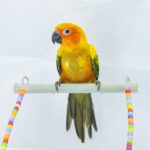 Sun Conure - 18655