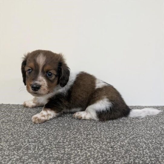 Wyatt - Brown / White Male Dachshund DOG