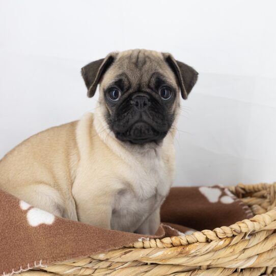 Tucker - Fawn Male Pug DOG