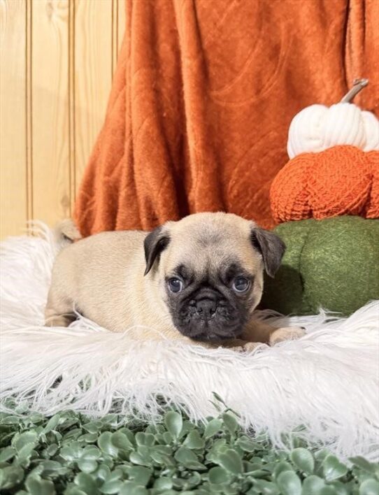 Pug - Tucker photo 2