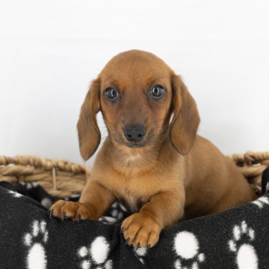 Moss - Wild Boar Male Dachshund DOG