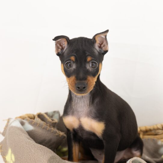 Toby - Black / Tan Male Min Pin DOG