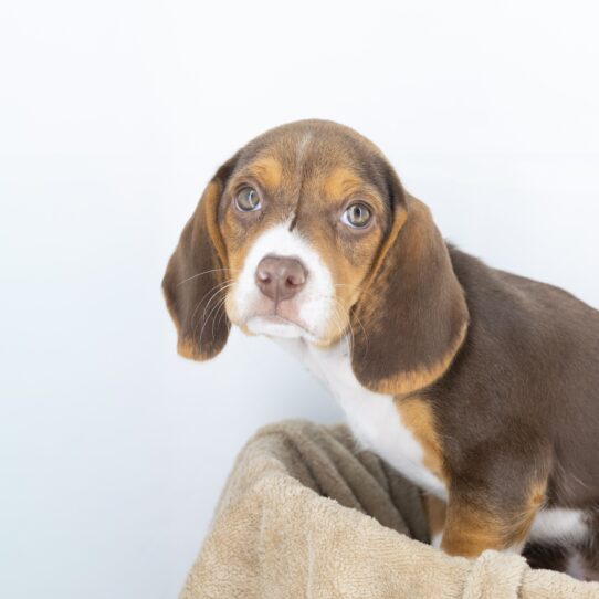 Lilly - Brown / White Female Beagle DOG