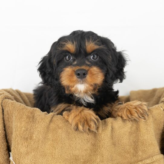 Daryl - Black & Tan Male Cavapoo DOG
