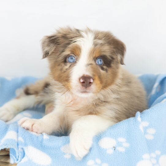 Clifford - Red Merle Male Australian Shepherd DOG
