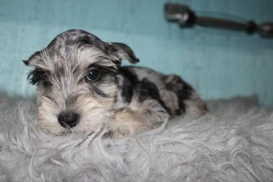 Dozer - Blue Merle Male Mini Schnauzer DOG