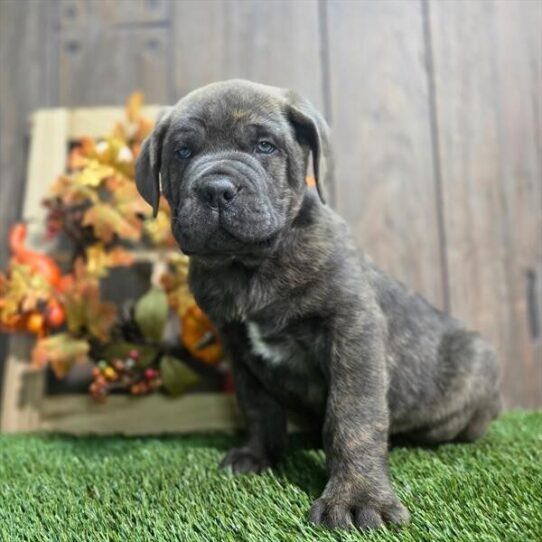 Buddy - Blue Brindle Male Cane Corso DOG